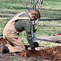 Landscaper installing tree in Greece NY