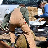Landscaper planting a balled and burlap large sized tree
