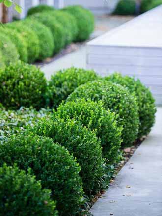 Boxwood planting in a front landscape project